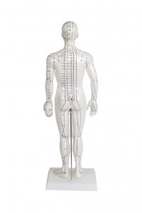 Modèle anatomique du corps humain masculin 50 cm: 361 points d'acupuncture et 80 points curieux